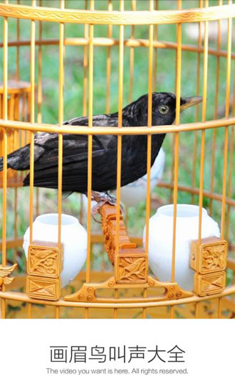 画眉鸟叫声大全