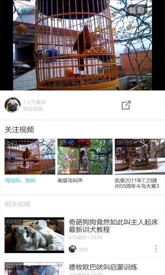 画眉鸟叫声大全