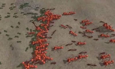 Sand Ant Farm(蚂蚁农场)