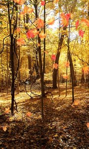 3D秋天枫叶动态壁纸