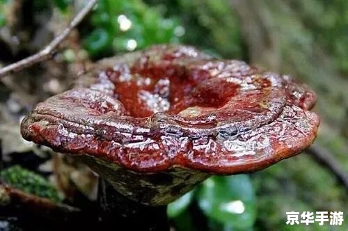 斗战神百味灵芝：草药中的瑰宝