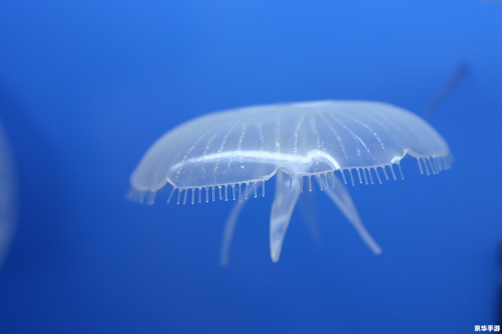 游戏厅捕鱼达人攻略：成为捕鱼达人的秘诀与技巧