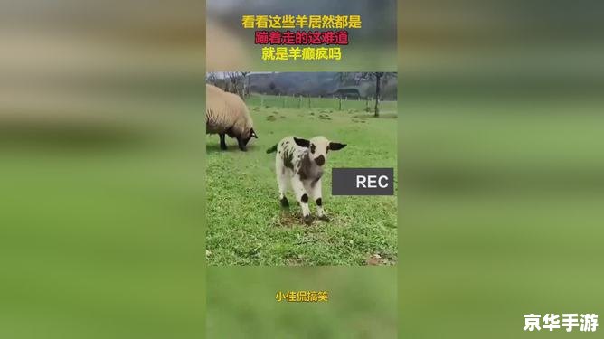 羊了个羊抄袭 建议：《羊了个羊涉嫌抄袭，游戏行业呼唤原创精神》
