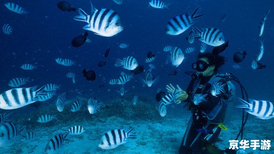 海底总动员怎么用 深入探索海底总动员的使用方法