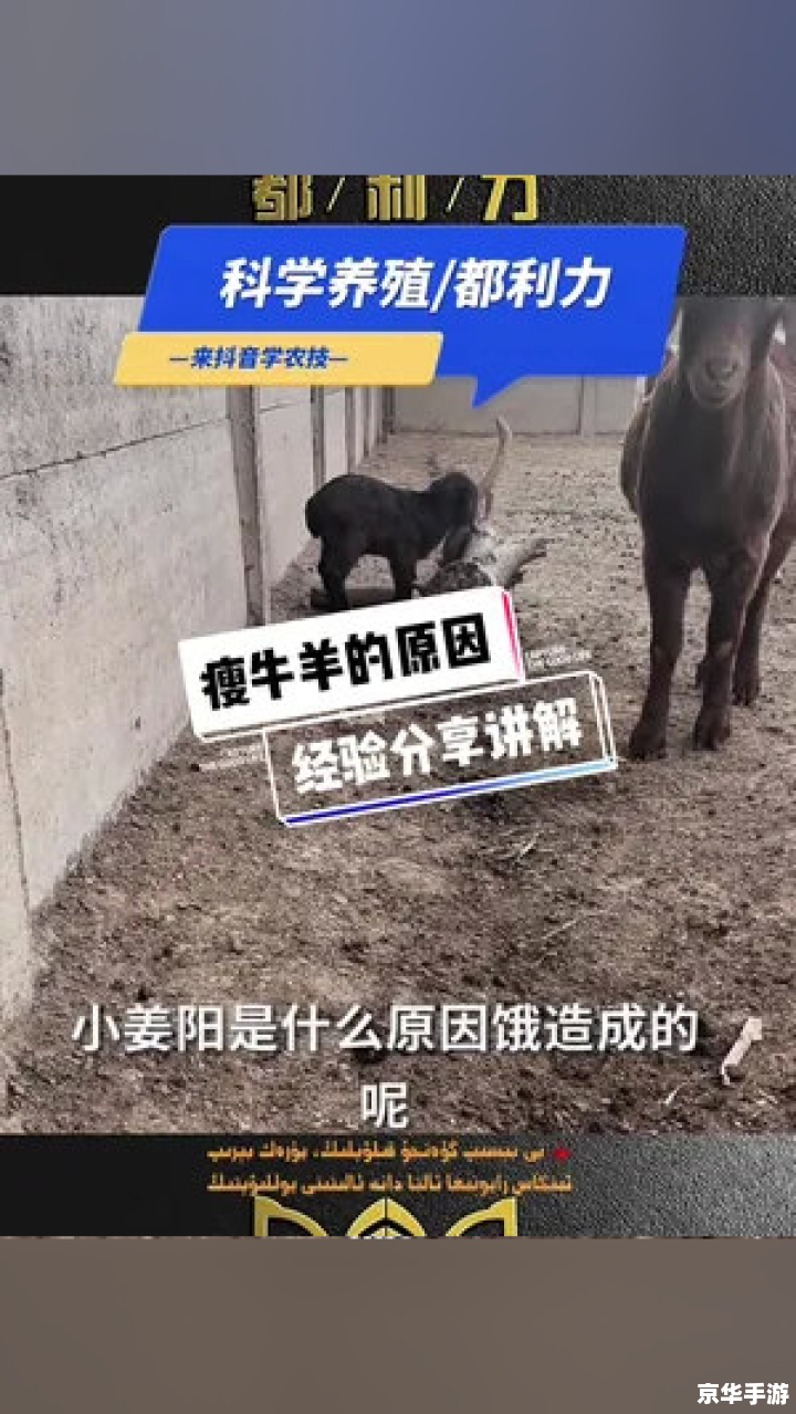 羊了个羊通关攻略与心得分享