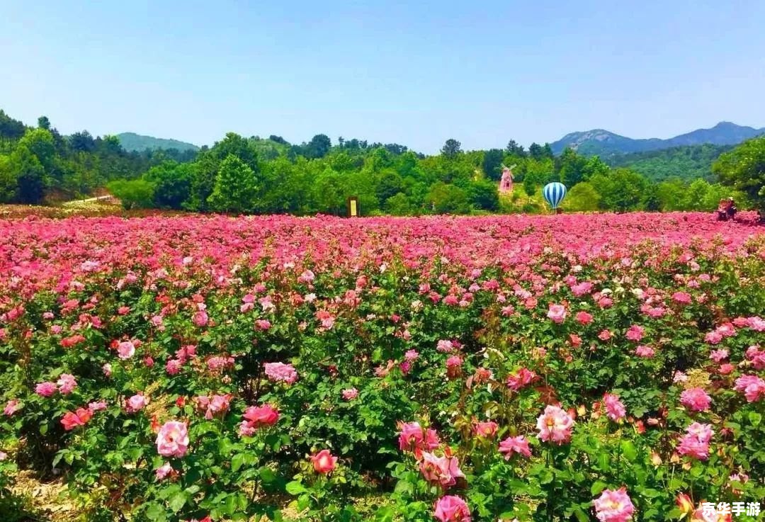 玫瑰小镇登录 玫瑰小镇：浪漫花园的登录之旅