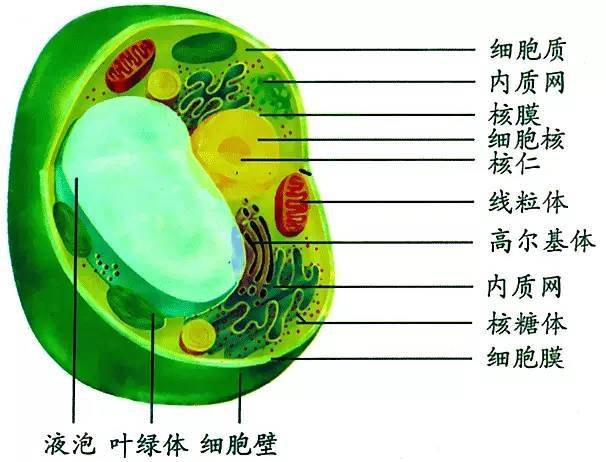 “细胞分裂6”：探索细胞世界的新篇章