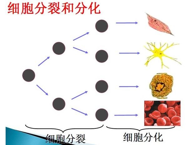 “细胞分裂6”：探索细胞世界的新篇章