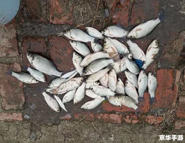 天龙八部2级钓鱼：探索江湖中的垂钓乐趣