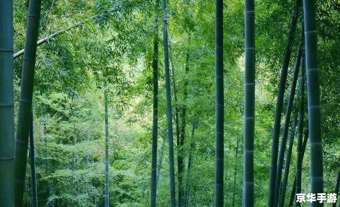 美丽空姐的邂逅攻略 美丽空姐的邂逅之旅：心动瞬间与浪漫攻略