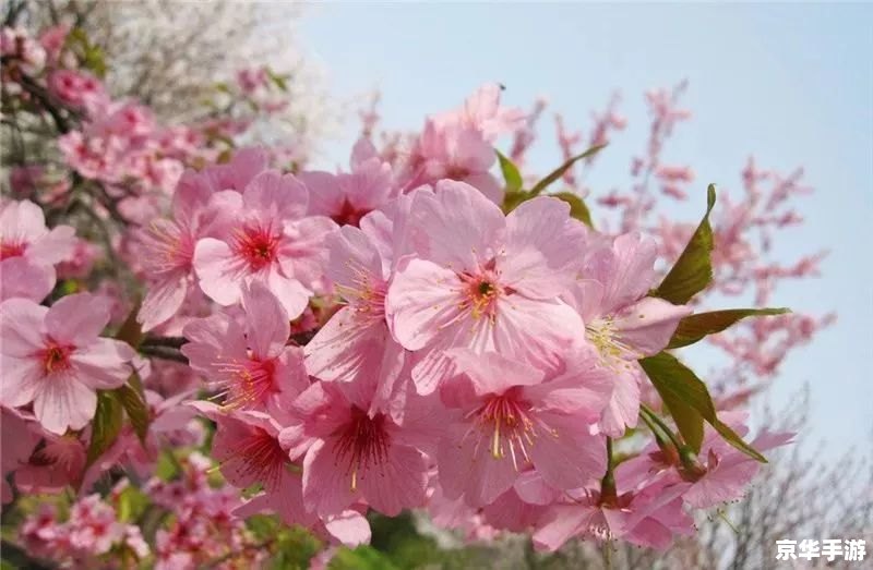 【重生之纵意花丛】—— 穿越花海，再续前缘