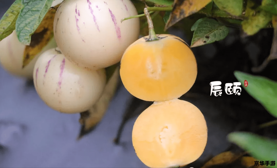 梦幻超级人参果：探寻神秘仙果的力量