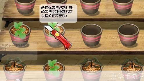 玫瑰小镇无法访问—— 探究游戏内外的可能原因与解决方案
