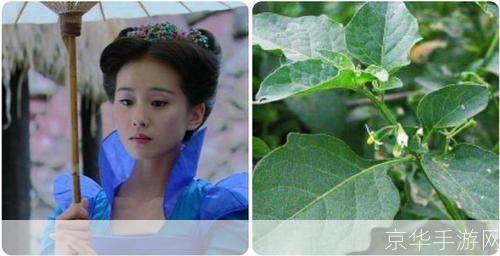 仙剑三角色与草药的奇幻之旅