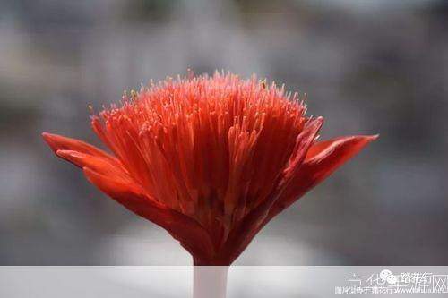 神仙道血莲花哪里多:神仙道中血莲花的盛开之地