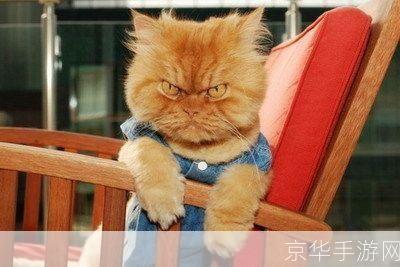 愤怒的猫咪:愤怒的猫咪大冒险：探索刺激与挑战的游戏世界