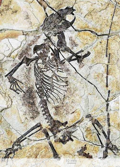 侏罗纪霸主归来：科加斯化石揭秘
