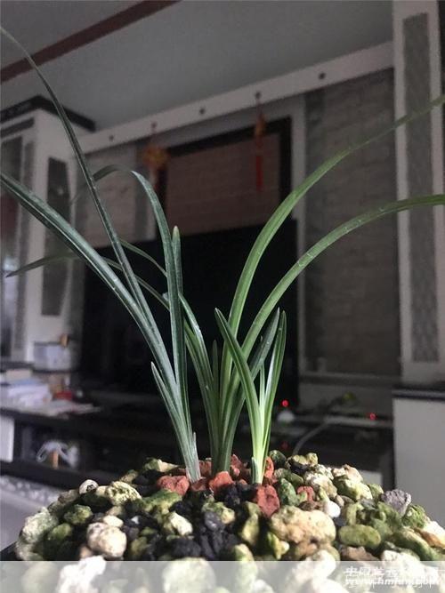 剑网3素冠荷鼎：探寻江湖之美，品味素冠荷鼎之韵