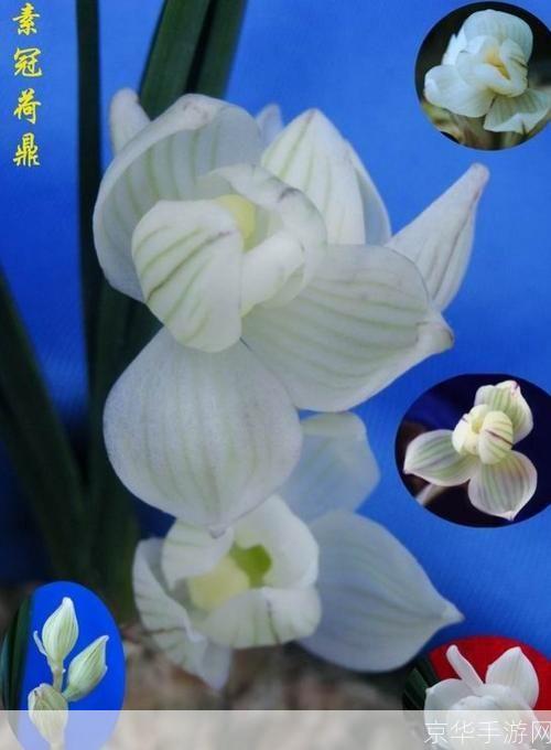 剑网3素冠荷鼎：探寻江湖之美，品味素冠荷鼎之韵