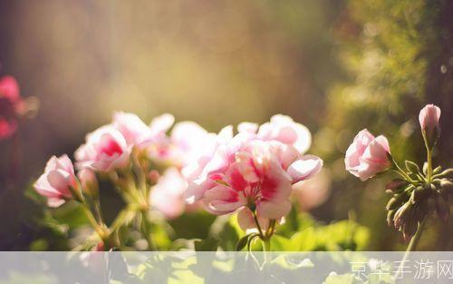 春暖花开行吧春日乐园：探索花朵盛开的奇妙世界