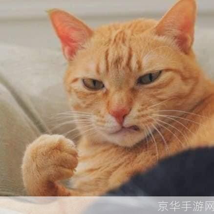 小懒猫特效视频让你的猫咪瞬间变身超级英雄！