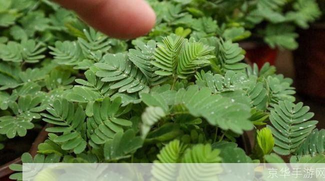 含羞草app怎么安装: 含羞草app的安装步骤详解