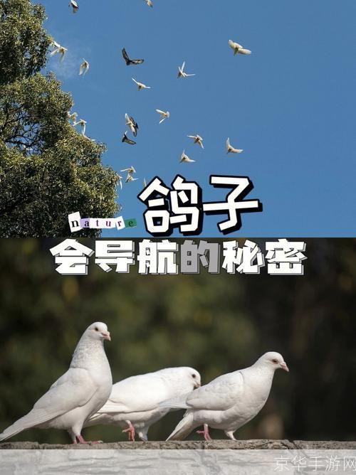 详细步骤教你如何安装飞鸽传书