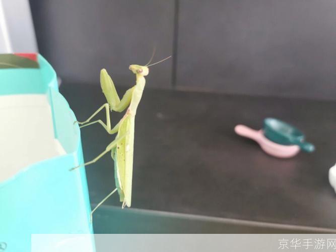 螳螂怎么用: 螳螂的利用与保护：一种生态资源的多功能性
